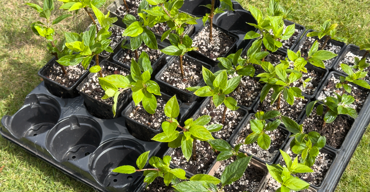 propagating hydrangea