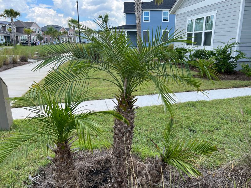 Slow Release Palm Fertilizer Supports Strong Warm Season Growth