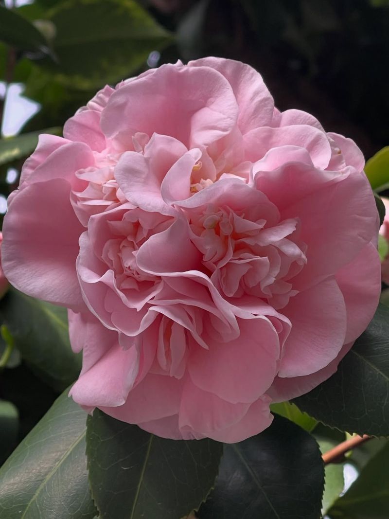 Debutante (Camellia japonica)