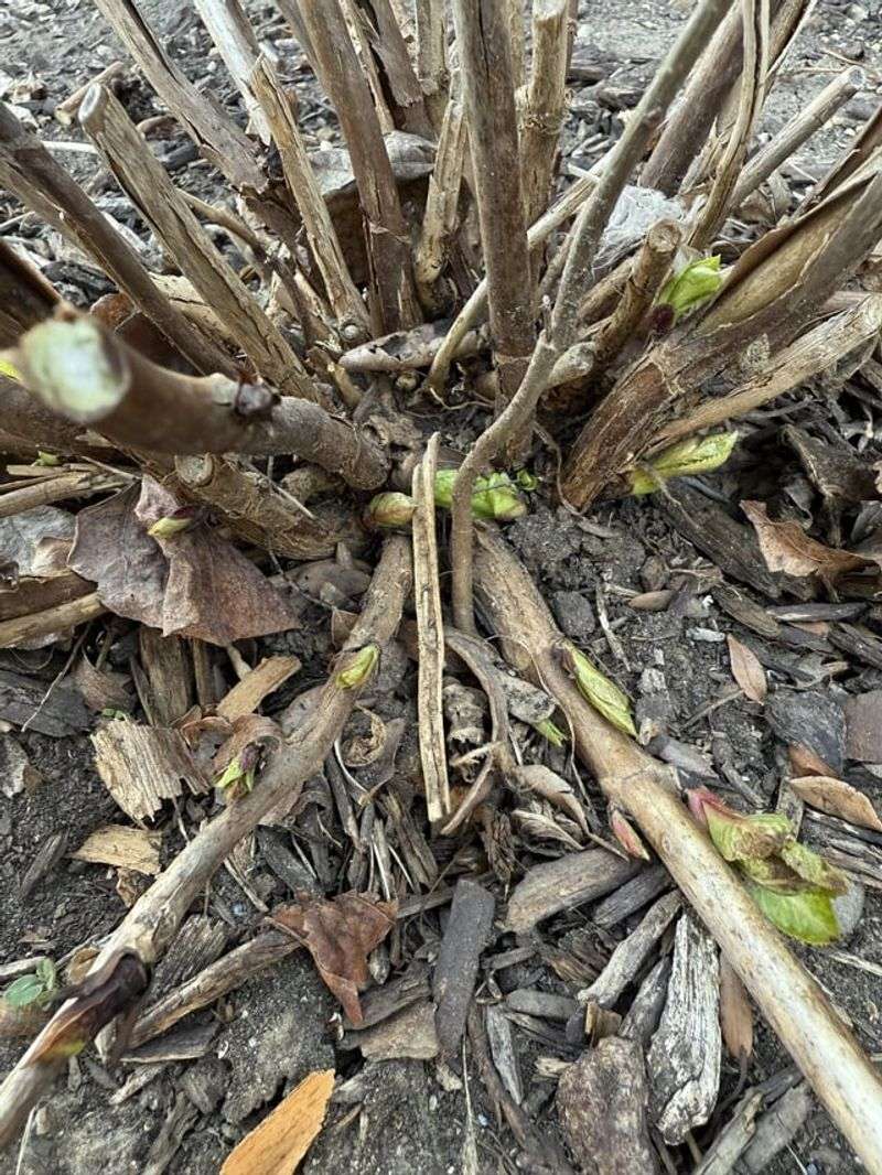 Old Wood Vs New Wood Affects Spring Timing