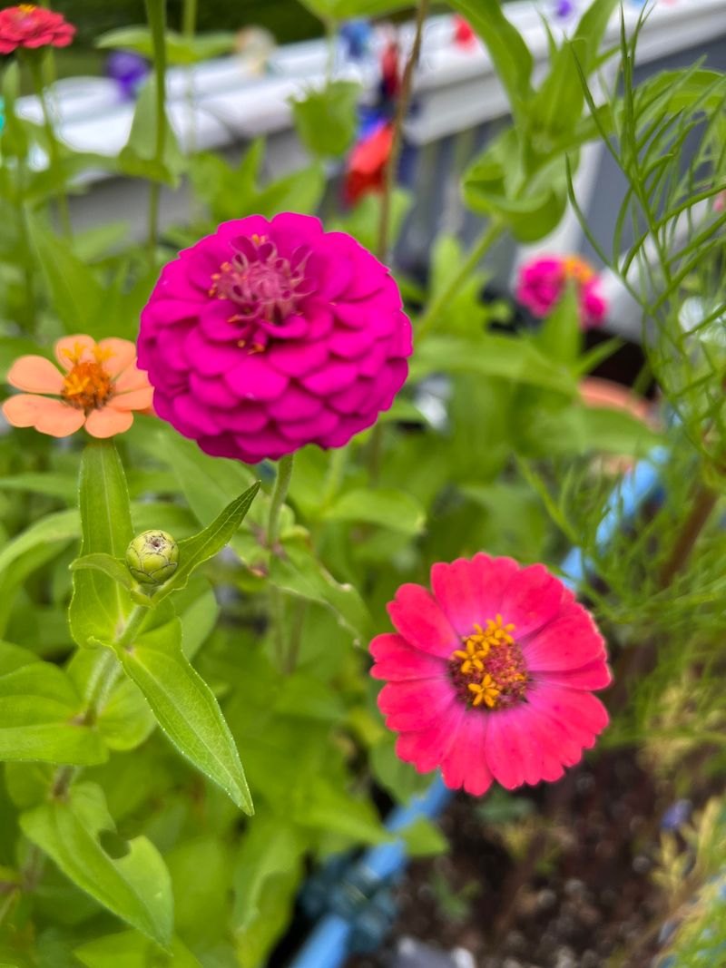 Zinnias Thrive In Florida Heat And Full Sun