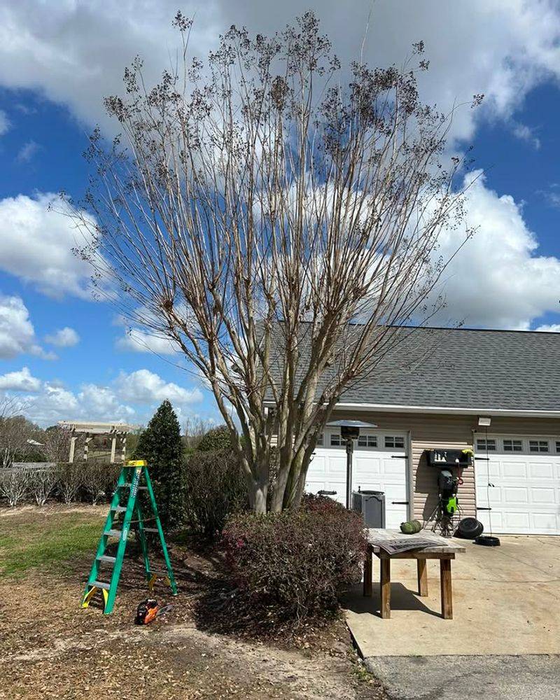 Light Cleanup Is Still Safe After New Growth Appears
