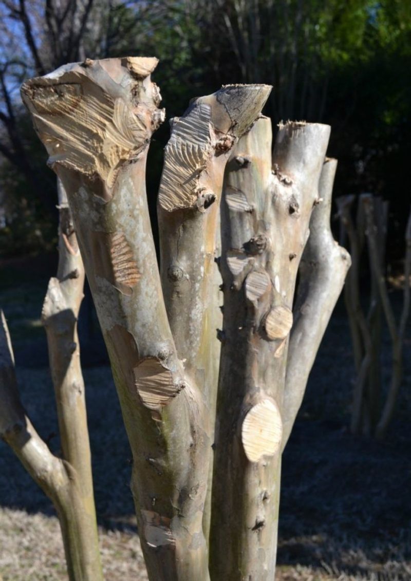 Heavy April Pruning Can Delay Bloom Timing