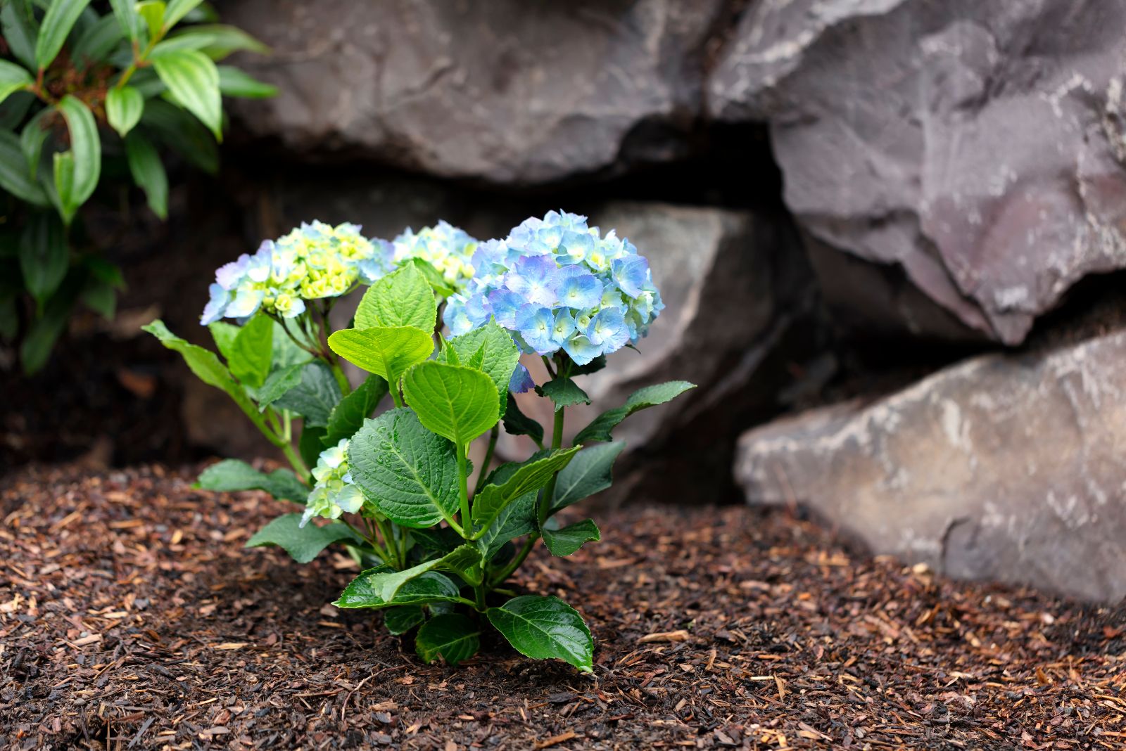 mulching hydrangea