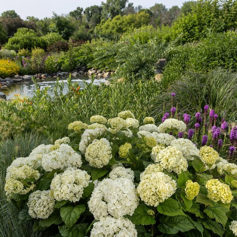 Michigan Winters Are No Match For This Resilient Shrub