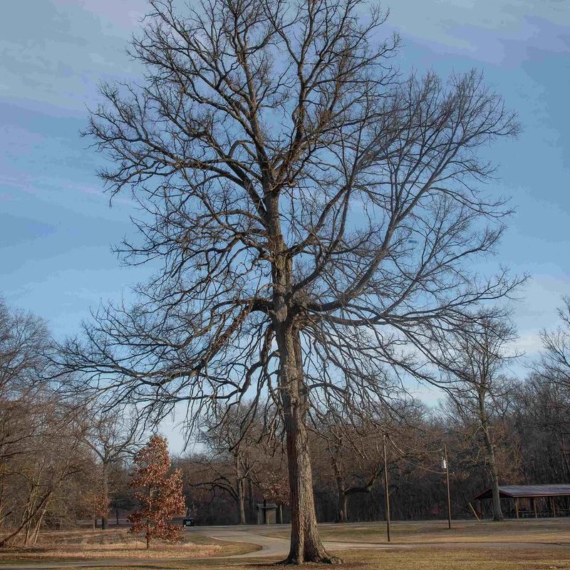 Rock Elm Standing Strong In Tough Conditions