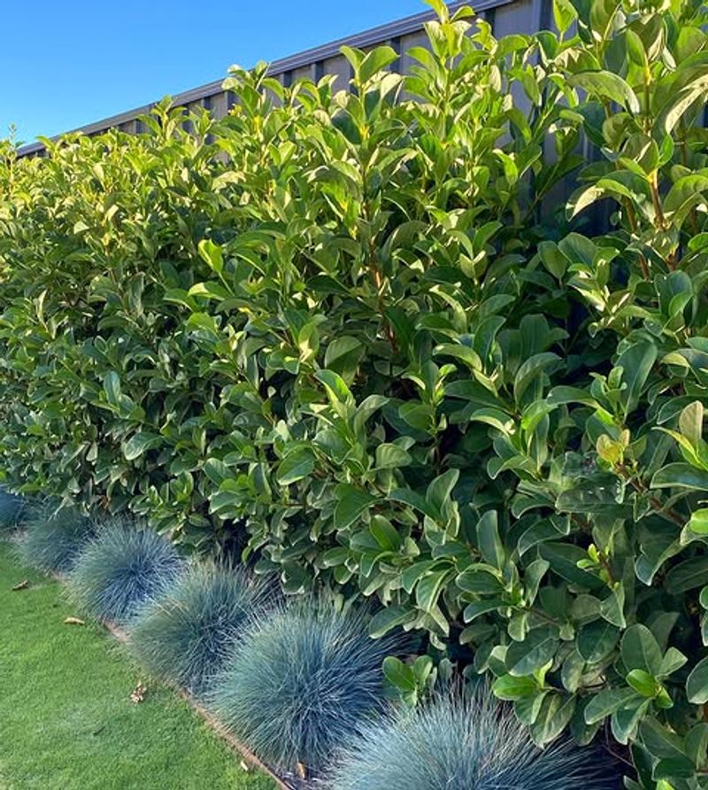 Viburnum Thickens Into A Wide, Natural Barrier