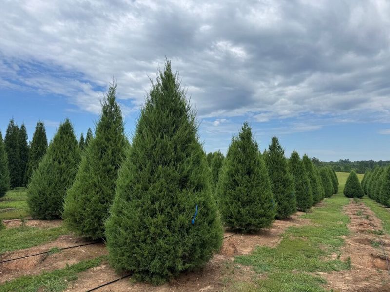 Eastern Red Cedar Creates A Tough Native Screen