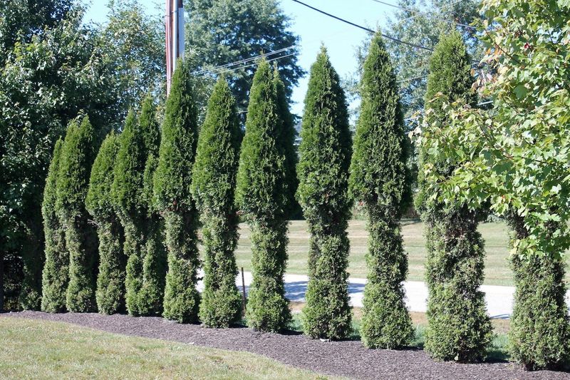 Deer Develop Feeding Habits And Return Repeatedly