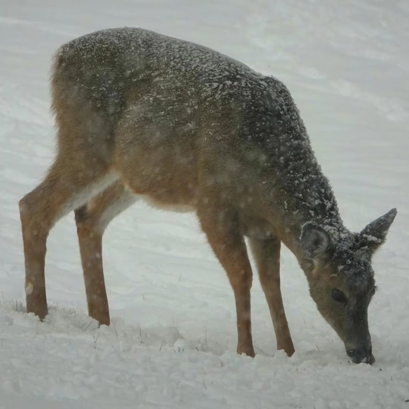 Winter Food Scarcity Forces Heavy Browsing