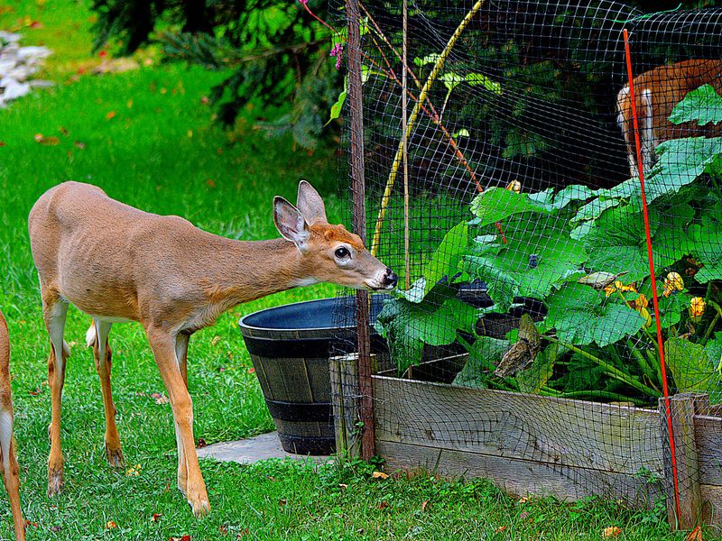 Vegetable Gardens Face Their Biggest Risk The Moment Transplants Go In