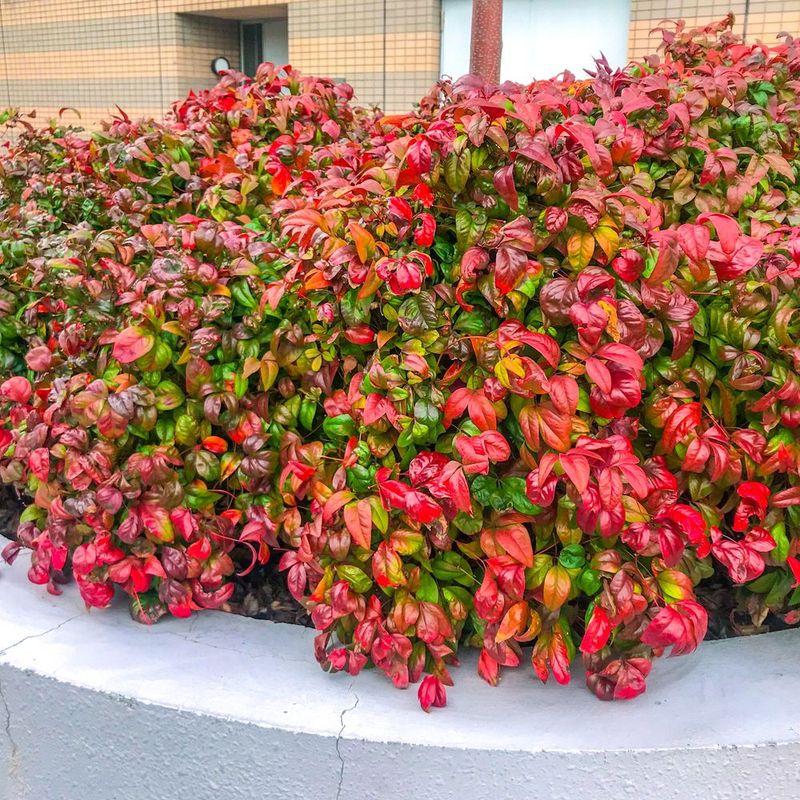 Nandina Fire Power Brings Seasonal Color In A Compact Size