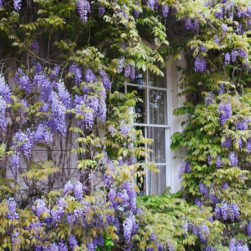 Wisteria Becomes A Wall Side Headache