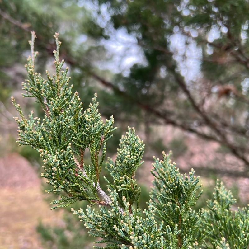 Eastern Red Cedar (Juniperus Virginiana)