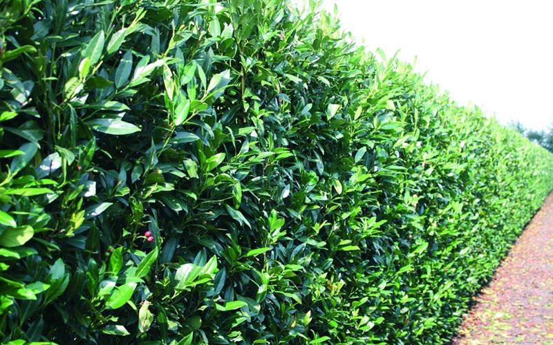 Skip Laurel (Prunus Laurocerasus Schipkaensis)
