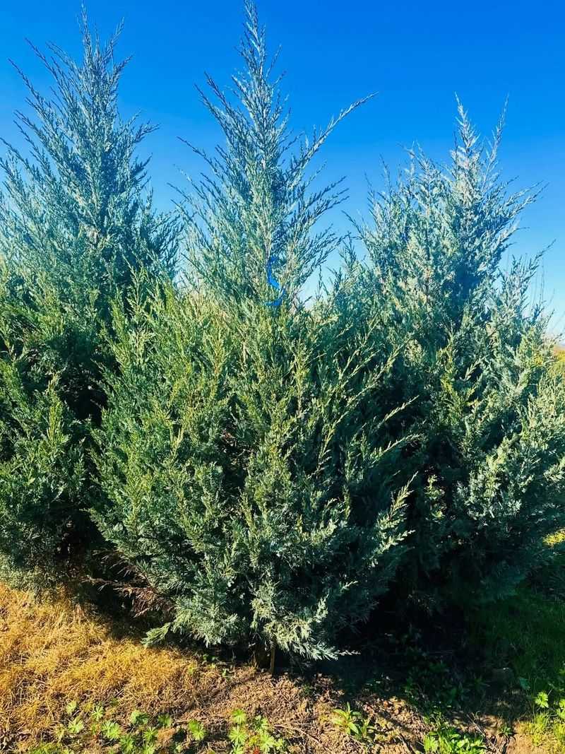 Juniper (Juniperus Sp.)