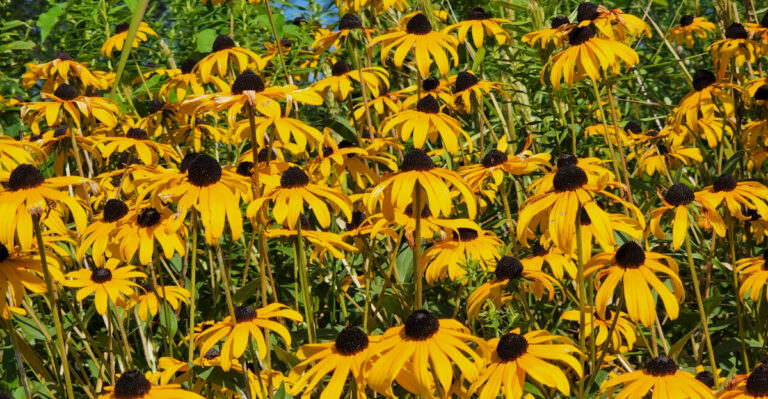 black eyed susans