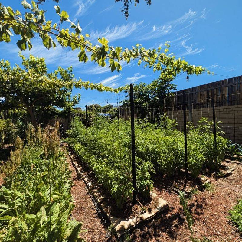 Right Next To Large Trees Or Shrubs