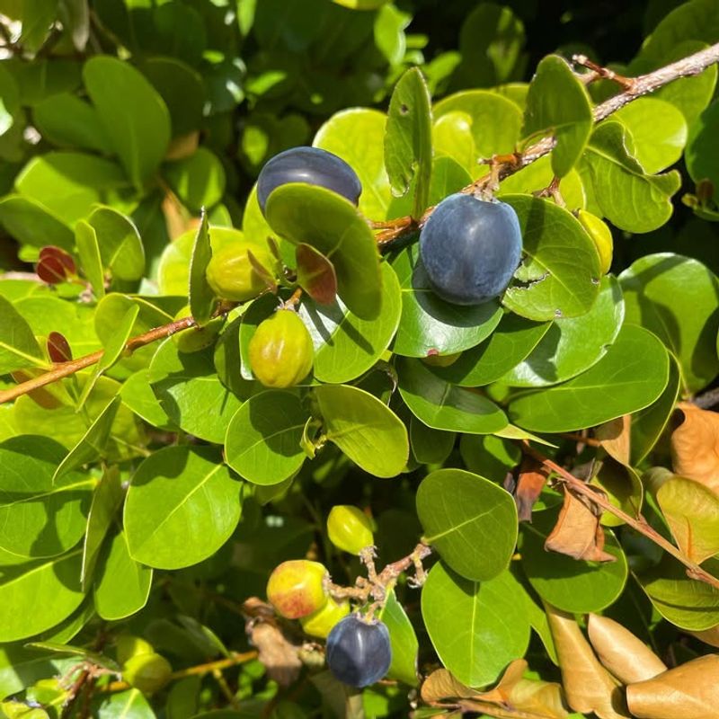 Cocoplum That Fills In Thick And Stays Neat