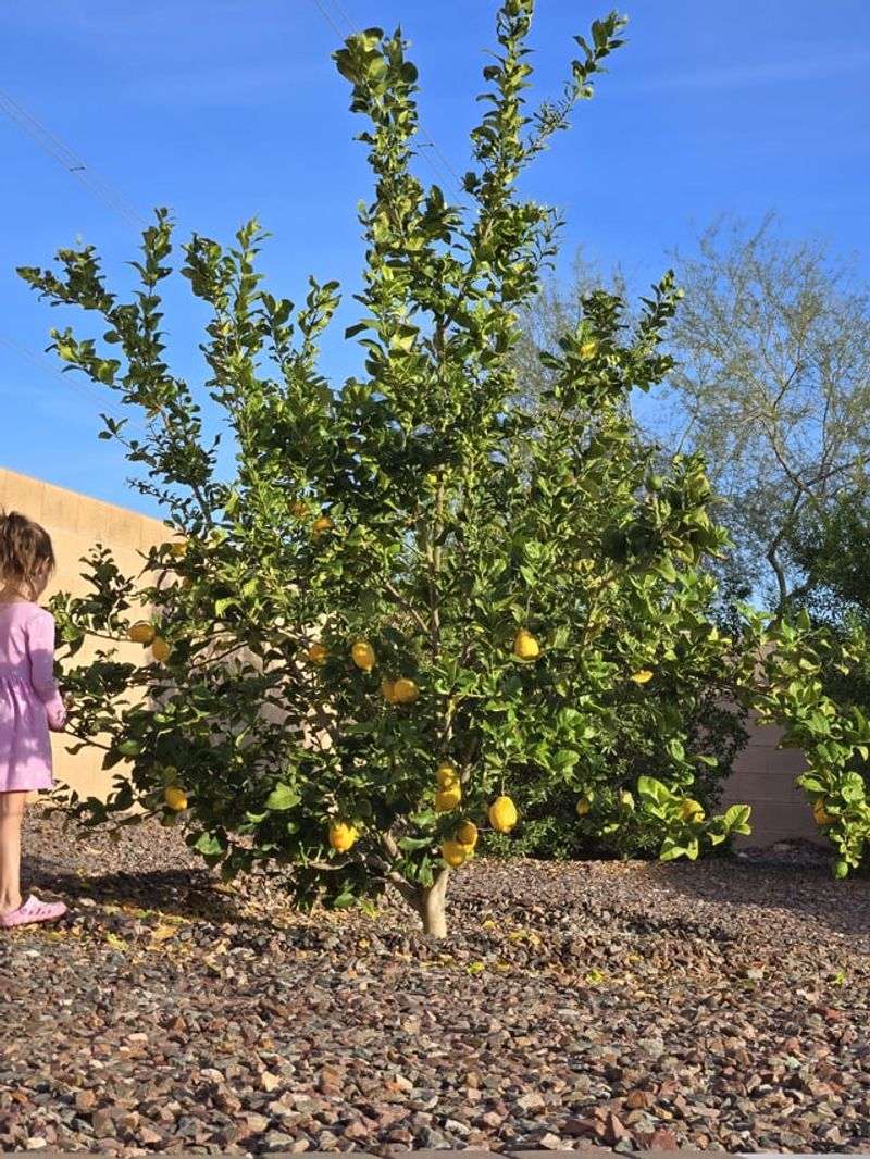 Check Soil Moisture And Adjust Watering Schedules For Warmer Days