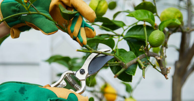 Arizona Citrus Tree Care Checklist For April Before Summer Heat