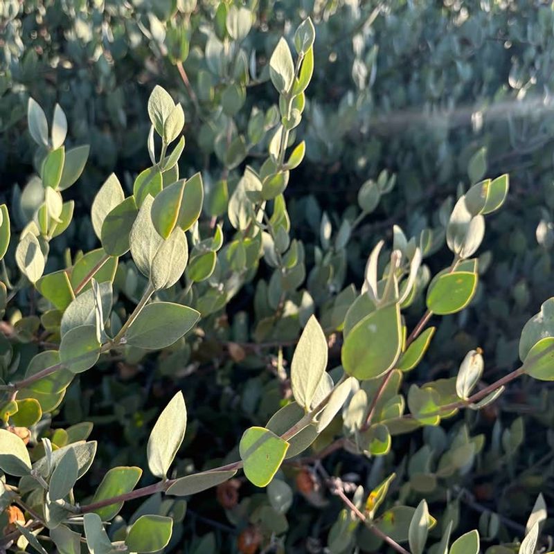 Jojoba Grows Dense And Holds Up In Harsh Wind