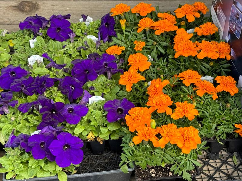 Petunias And Marigolds For Colorful Sun Blooms