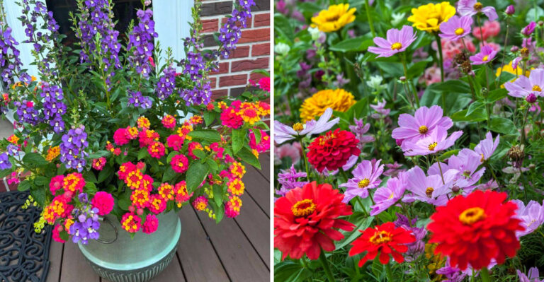 Arizona-Friendly Flower Pairings For A Stunning Spring Garden