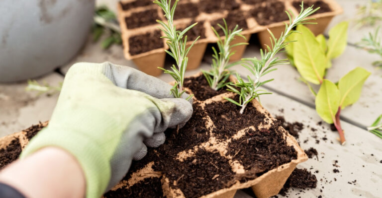Arizona Gardeners Can Propagate Rosemary From Cuttings In 6 Easy Steps