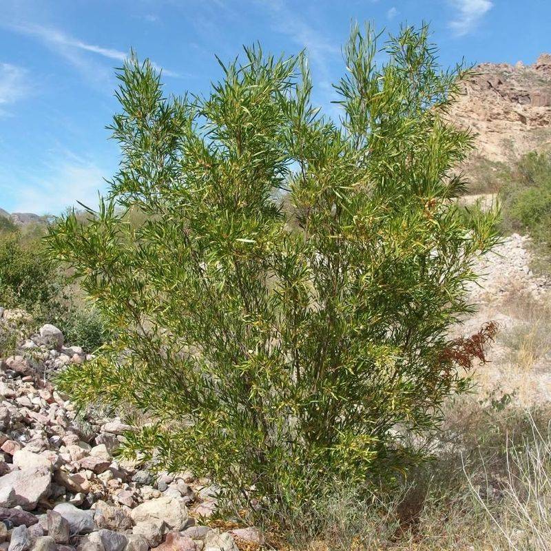 Hopbush Brings Fast Growth And Desert Adaptability