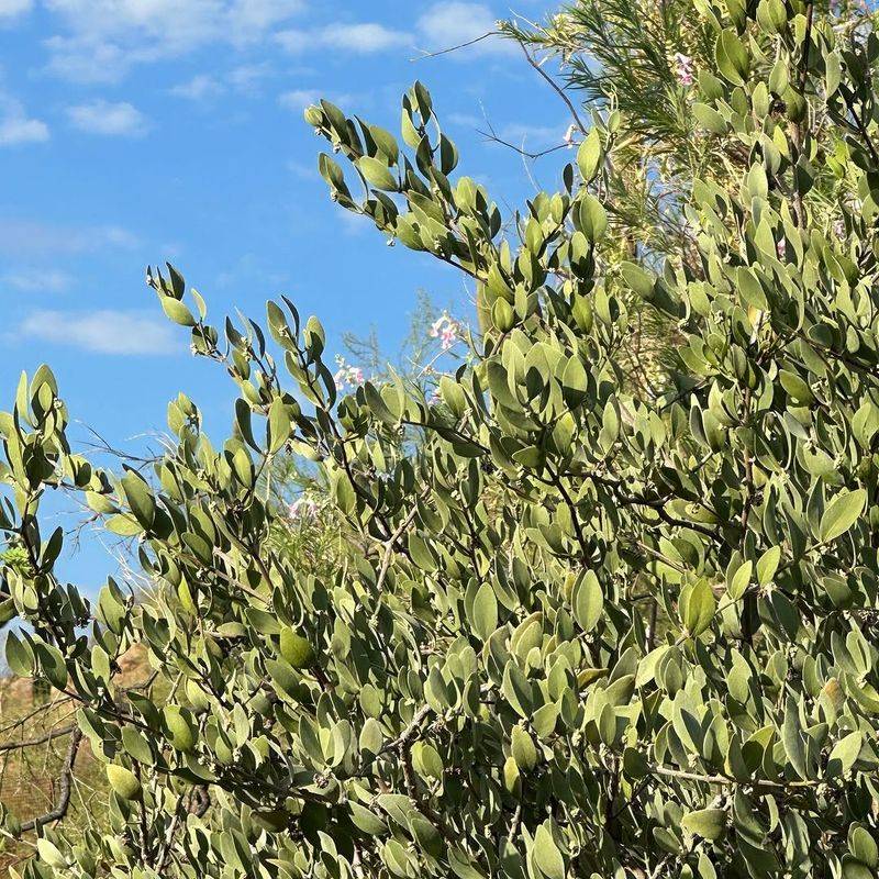 Jojoba Holds Glossy Evergreen Leaves Through Harsh Conditions