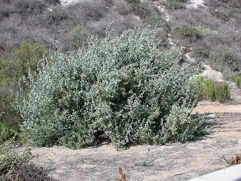 Quailbush Grows Fast In Poor Or Salty Soil