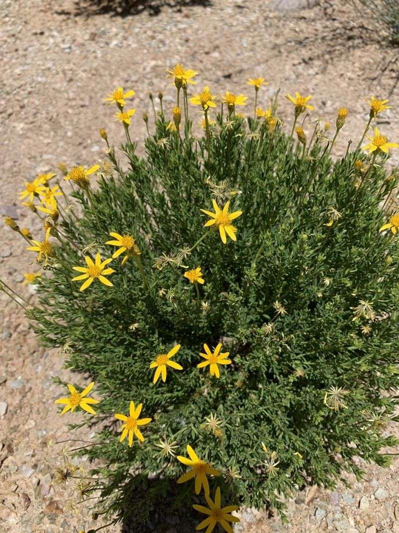 Damianita Covered In Bold Yellow Blooms