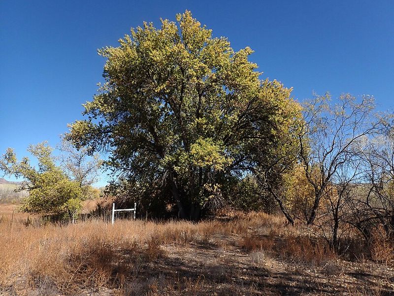 Velvet Ash Thrives Near Moist Areas In Arizona Landscapes