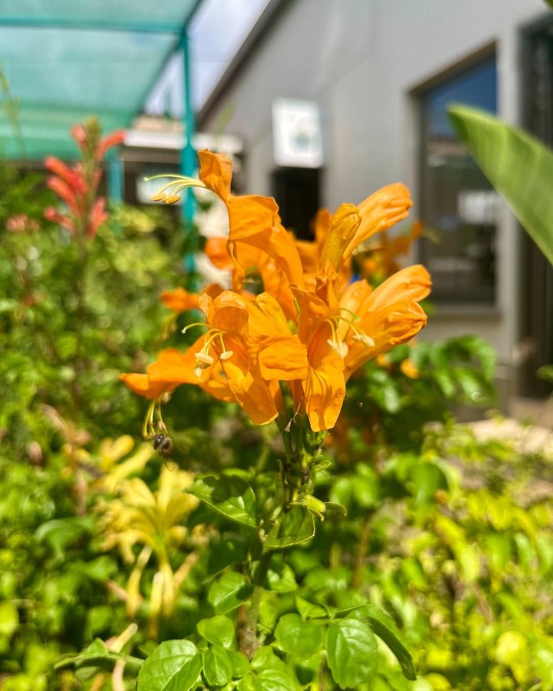 Cape Honeysuckle Keeps Spreading And Filling Space In Warm Weather