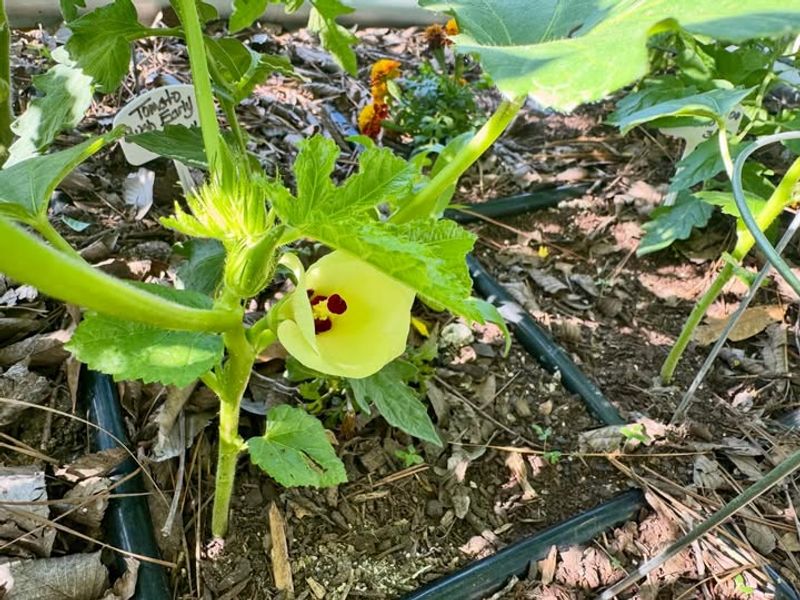 Okra Loves Heat And Produces Through Summer