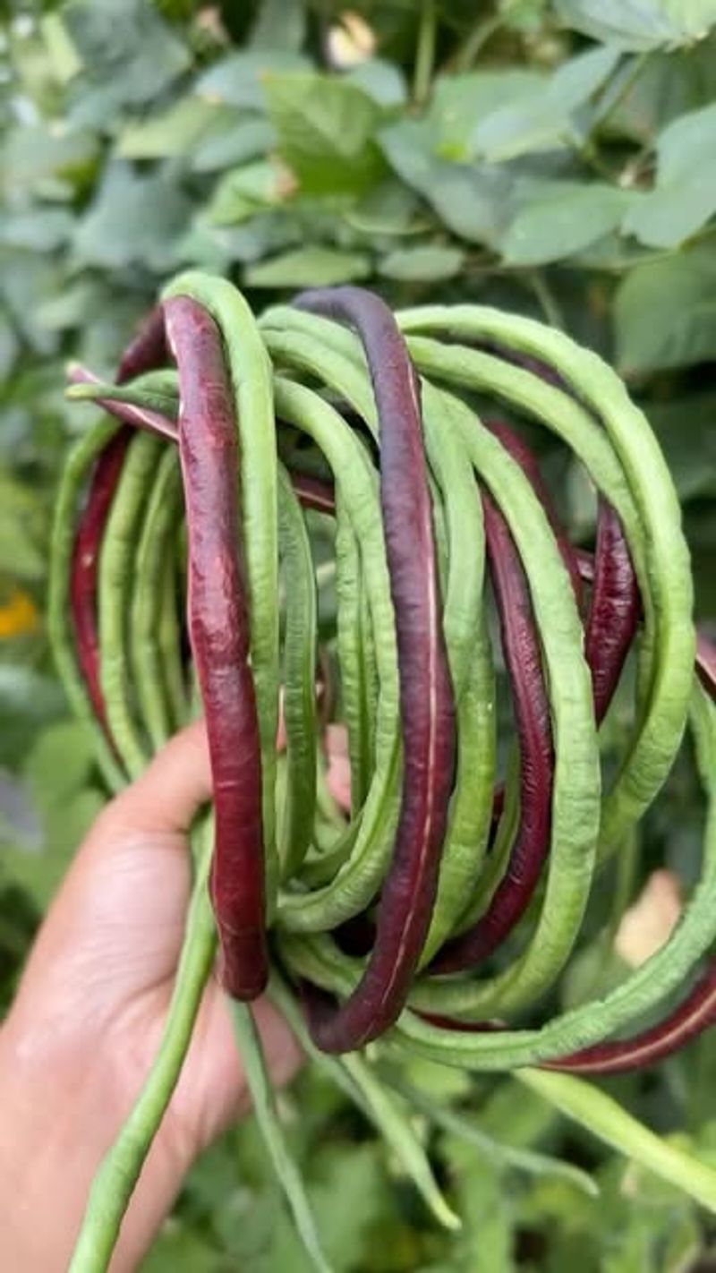 Yardlong Beans Grow Fast In Increasing Heat