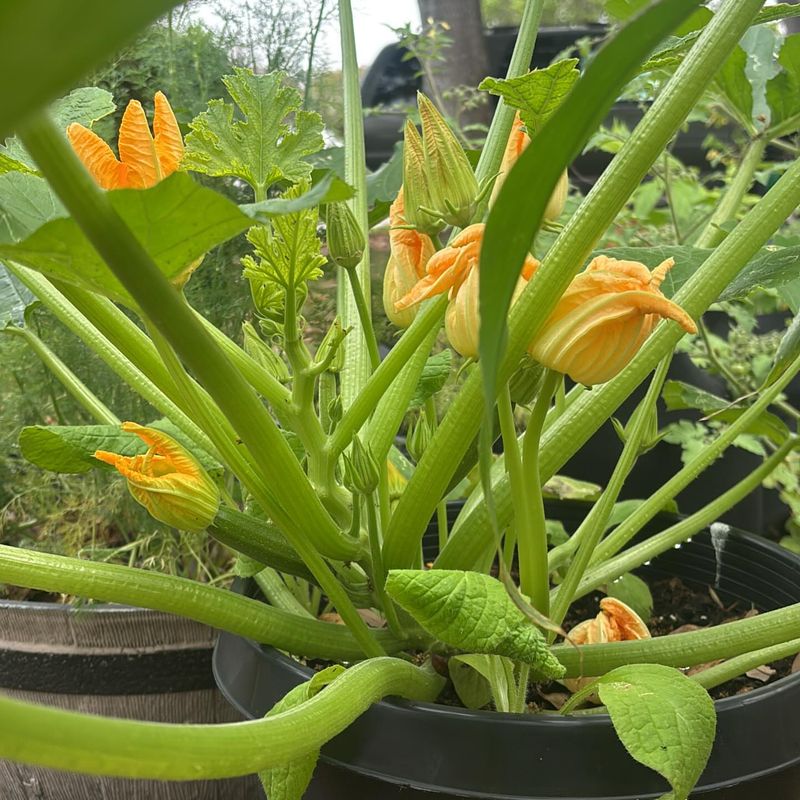 Zucchini Produces Fast Harvests With Warm Soil