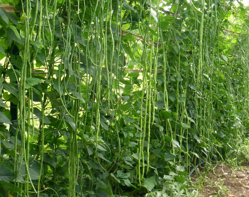 Yardlong Beans (Asparagus Beans)