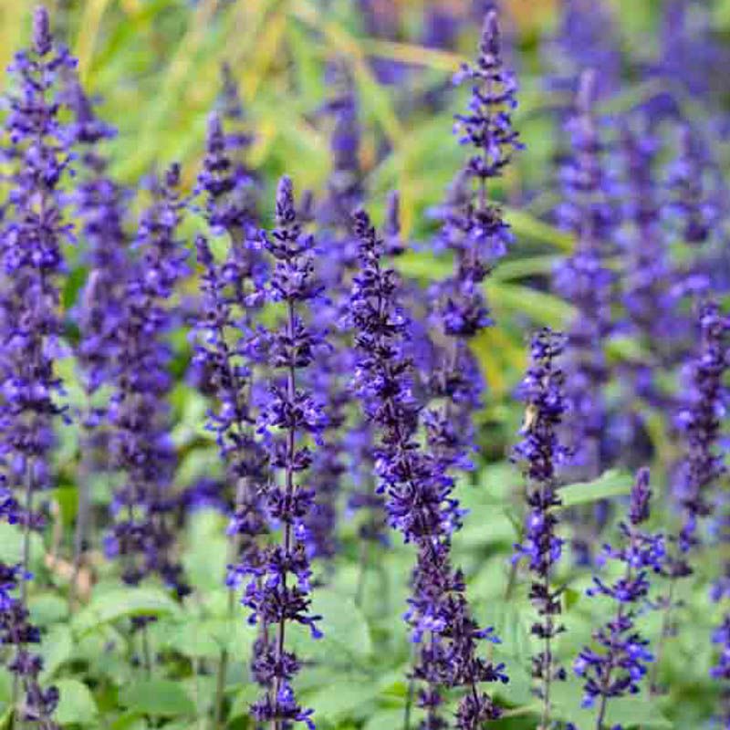 Mystic Spires Blue Salvia