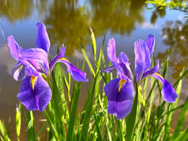 Blue Flag Iris
