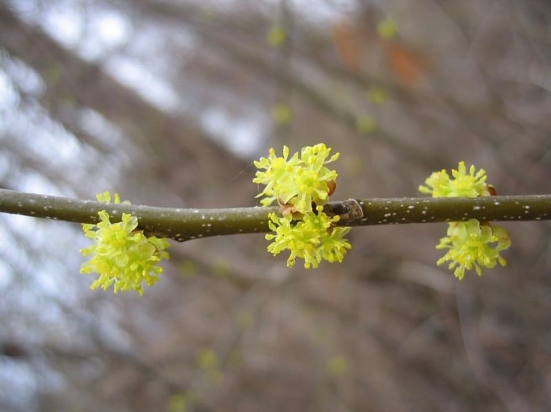 Spicebush