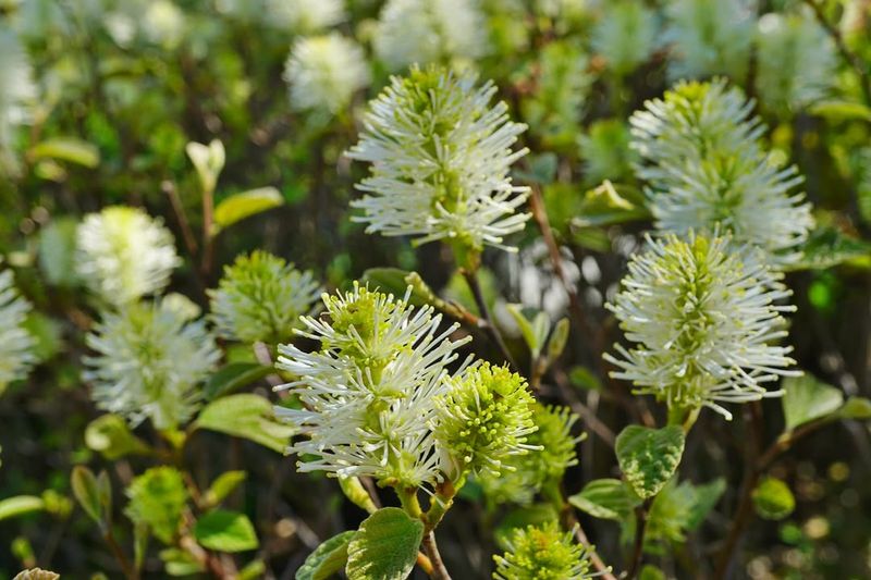 Dwarf Fothergilla Keeps A Low Shape With Seasonal Color