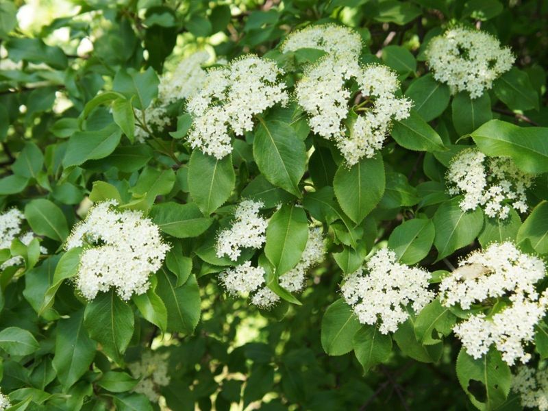Blackhaw Viburnum Makes Screening Look Natural
