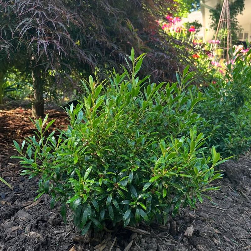 Inkberry Holly Stays Low But Forms A Solid Evergreen Screen