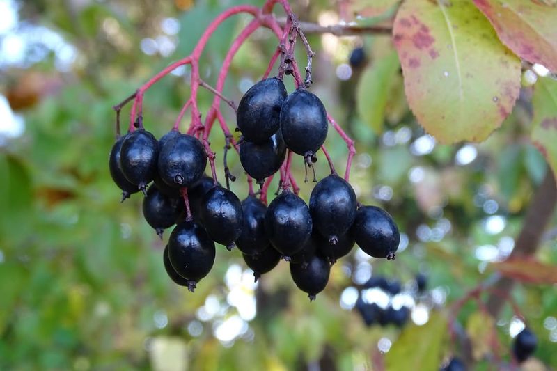 Blackhaw Viburnum (Viburnum Prunifolium)