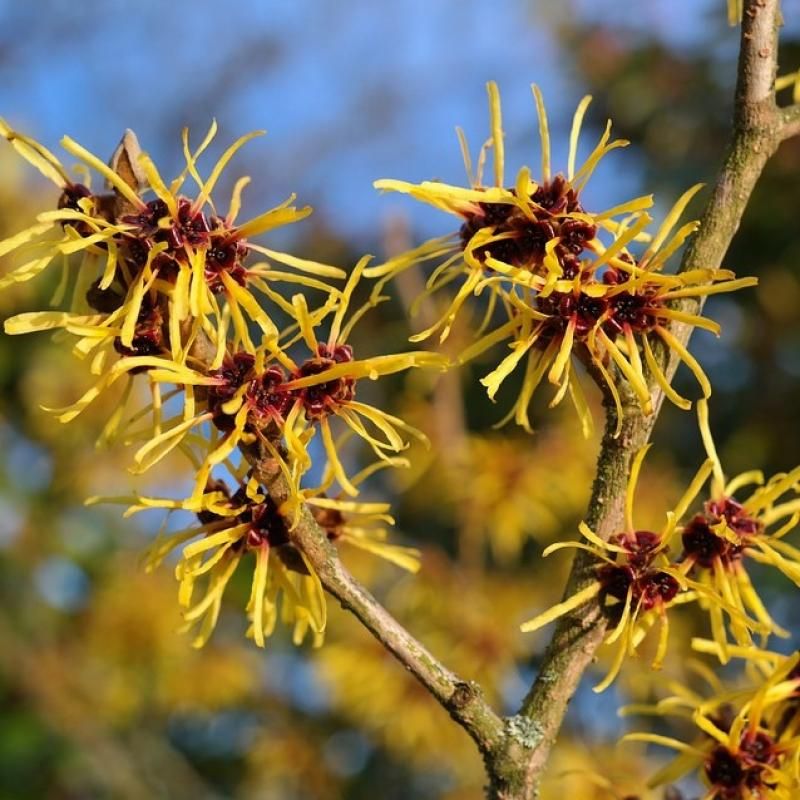 Witch Hazel (Hamamelis Virginiana)