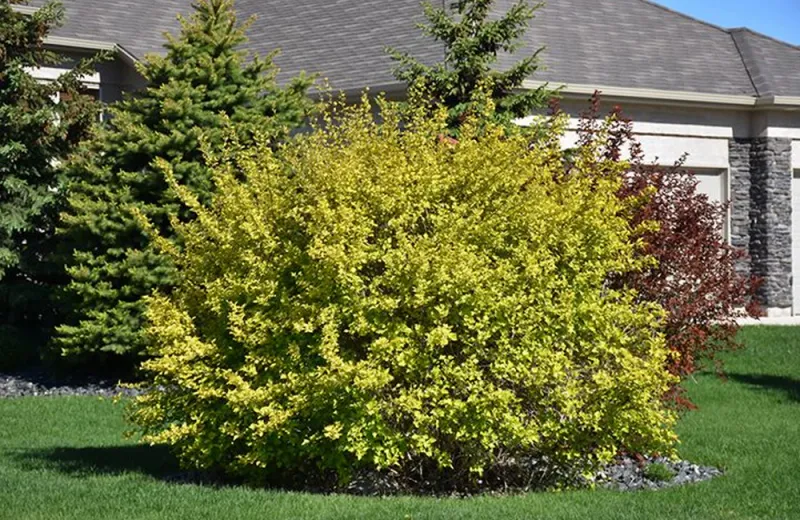 Ninebark (Physocarpus opulifolius)