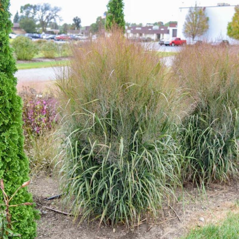 Switchgrass