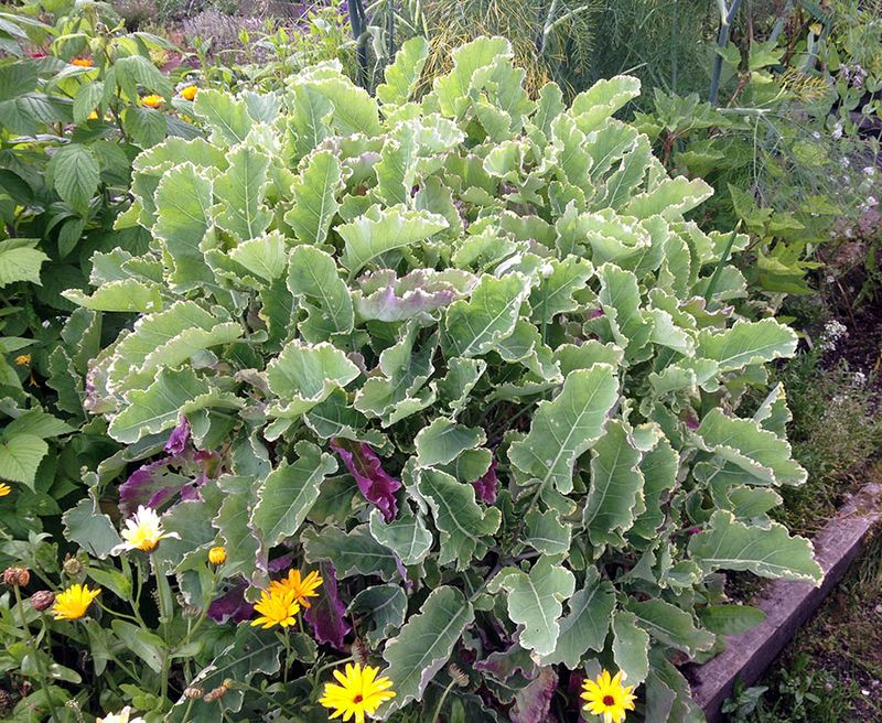 Perennial Kale Provides Nutritious Leaves Across Seasons